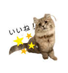 耳毛ねこのリィちゃん（個別スタンプ：11）