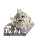 耳毛ねこのリィちゃん（個別スタンプ：12）