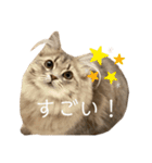 耳毛ねこのリィちゃん（個別スタンプ：13）