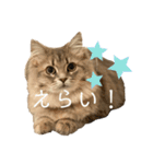 耳毛ねこのリィちゃん（個別スタンプ：14）