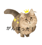 耳毛ねこのリィちゃん（個別スタンプ：15）
