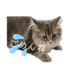 耳毛ねこのリィちゃん（個別スタンプ：16）