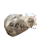 耳毛ねこのリィちゃん（個別スタンプ：17）