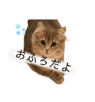 耳毛ねこのリィちゃん（個別スタンプ：18）