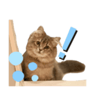 耳毛ねこのリィちゃん（個別スタンプ：20）