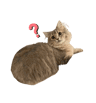 耳毛ねこのリィちゃん（個別スタンプ：24）