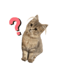 耳毛ねこのリィちゃん（個別スタンプ：25）