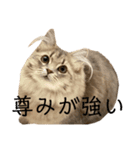 耳毛ねこのリィちゃん（個別スタンプ：28）