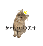 耳毛ねこのリィちゃん（個別スタンプ：29）