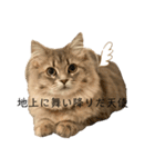 耳毛ねこのリィちゃん（個別スタンプ：30）