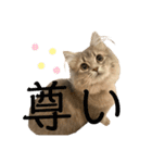 耳毛ねこのリィちゃん（個別スタンプ：31）