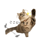 耳毛ねこのリィちゃん（個別スタンプ：33）
