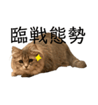 耳毛ねこのリィちゃん（個別スタンプ：34）