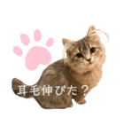 耳毛ねこのリィちゃん（個別スタンプ：35）