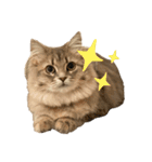 耳毛ねこのリィちゃん（個別スタンプ：37）