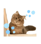 耳毛ねこのリィちゃん（個別スタンプ：38）
