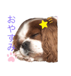 キャバリアでゅーくの日常（個別スタンプ：1）