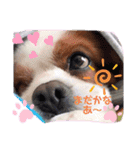 キャバリアでゅーくの日常（個別スタンプ：2）