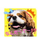 キャバリアでゅーくの日常（個別スタンプ：4）