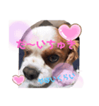 キャバリアでゅーくの日常（個別スタンプ：6）