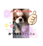 キャバリアでゅーくの日常（個別スタンプ：7）