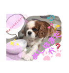 キャバリアでゅーくの日常（個別スタンプ：11）