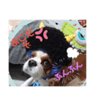 キャバリアでゅーくの日常（個別スタンプ：14）
