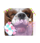 キャバリアでゅーくの日常（個別スタンプ：15）