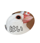 ピコ返事（個別スタンプ：1）