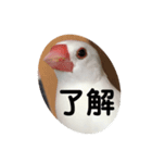 ピコ返事（個別スタンプ：3）