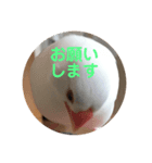 ピコ返事（個別スタンプ：5）