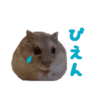 のだハム01（個別スタンプ：1）