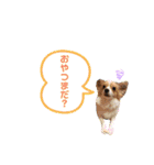 しょうのペット♪（個別スタンプ：1）
