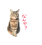 しょうのペット♪（個別スタンプ：2）