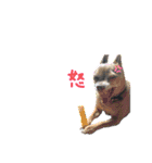 しょうのペット♪（個別スタンプ：6）