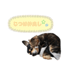 しょうのペット♪（個別スタンプ：17）