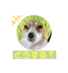 しょうのペット♪（個別スタンプ：19）