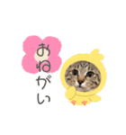 しょうのペット♪（個別スタンプ：24）