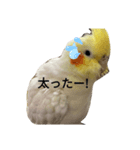 かわいい小鳥ちゃんのスタンプ（個別スタンプ：6）