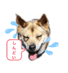 さつき★スタンプ（個別スタンプ：4）