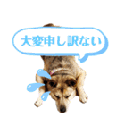さつき★スタンプ（個別スタンプ：17）