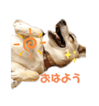 さつき★スタンプ（個別スタンプ：19）