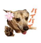 さつき★スタンプ（個別スタンプ：39）