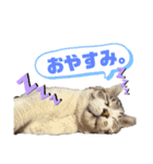 ペロ＆メープルwithりぼんちゃんちっぷさん（個別スタンプ：1）