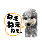 ペロ＆メープルwithりぼんちゃんちっぷさん（個別スタンプ：3）
