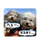 ペロ＆メープルwithりぼんちゃんちっぷさん（個別スタンプ：10）
