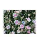 shot on iPhone pro（個別スタンプ：6）