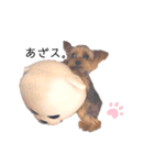 ヨークシャーテリアのトイくん3（個別スタンプ：2）