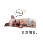 ヨークシャーテリアのトイくん3（個別スタンプ：5）