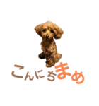 Hi！ Komame:)（個別スタンプ：1）